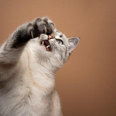 1. 遊びたいから, 2.警告したいから, 3.攻撃したいから, 猫パンチの対応方法