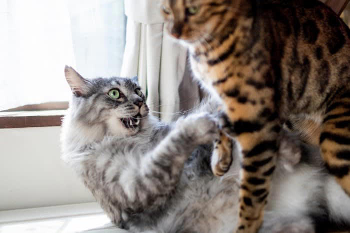 1. 遊びたいから, 2.警告したいから, 3.攻撃したいから, 猫パンチの対応方法