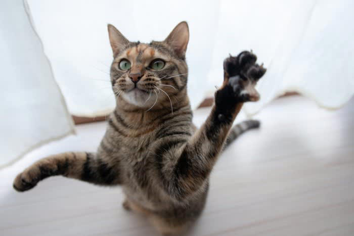 1. 遊びたいから, 2.警告したいから, 3.攻撃したいから, 猫パンチの対応方法