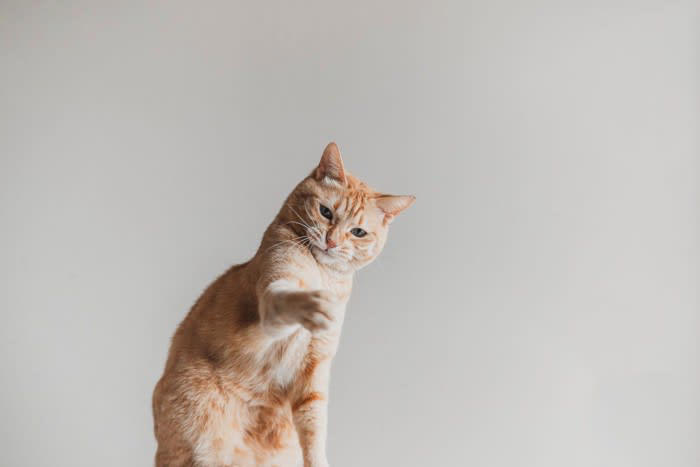 1. 遊びたいから, 2.警告したいから, 3.攻撃したいから, 猫パンチの対応方法