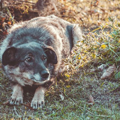 不安になっている犬を「安心させる」5つの方法, 1.優しいマッサージで落ち着かせる, 2.安心できる静かな場所を作る, 3.集中できる遊びで気をそらす, 4.落ち着く音を小さく流す, 5.飼い主が冷静にふるまう, 犬の心が落ち着かなくなってしまう主な理由, 愛犬に不安を感じさせないための対策