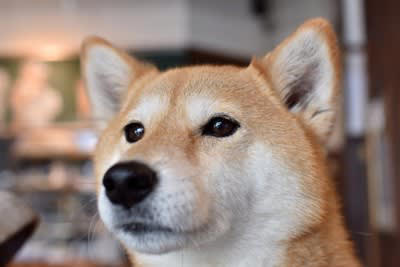 犬が『甘え鳴き』してきたときのタブー行為４選, 1.対応しすぎてしまう, 2.過度に激しく叱る, 3.無理やり吠えるのを封じる, 4.理由を見極めずに無視する, 愛犬が甘えているかどうかを判断する方法, 犬が甘え鳴きしてきたときの正しい接し方