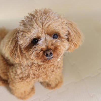 犬が『甘え鳴き』してきたときのタブー行為４選, 1.対応しすぎてしまう, 2.過度に激しく叱る, 3.無理やり吠えるのを封じる, 4.理由を見極めずに無視する, 愛犬が甘えているかどうかを判断する方法, 犬が甘え鳴きしてきたときの正しい接し方