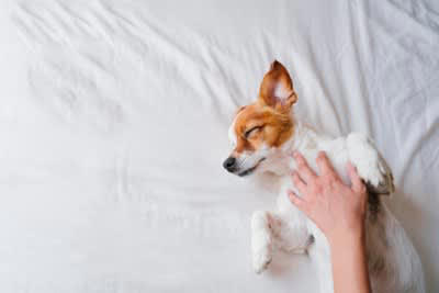 犬にとってスキンシップはどれくらい重要？得られるメリットとは, ストレスや不安の緩和, 幸福感がアップする, 信頼関係が育まれる, 血行促進につながる, 体調不良に早く気づいてもらえる, 犬とスキンシップをする際の適切な接し方, 急に触ったりしない, 喜ぶポイントを撫でる, 優しくゆっくり撫でる