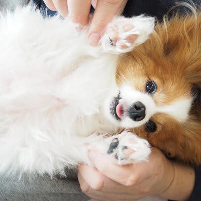 犬にとってスキンシップはどれくらい重要？得られるメリットとは, ストレスや不安の緩和, 幸福感がアップする, 信頼関係が育まれる, 血行促進につながる, 体調不良に早く気づいてもらえる, 犬とスキンシップをする際の適切な接し方, 急に触ったりしない, 喜ぶポイントを撫でる, 優しくゆっくり撫でる