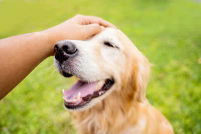 犬にとってスキンシップはどれくらい重要？得られるメリットとは, ストレスや不安の緩和, 幸福感がアップする, 信頼関係が育まれる, 血行促進につながる, 体調不良に早く気づいてもらえる, 犬とスキンシップをする際の適切な接し方, 急に触ったりしない, 喜ぶポイントを撫でる, 優しくゆっくり撫でる