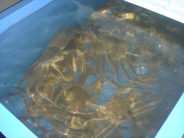 日本海屈指の好漁場が育む！別格の松葉ガニ, 島根ならではの伝統漁法「カニ篭漁」が品質を守る, 水揚げから流通まで鮮度を極限まで追求, 厳選されたものだけに許される“隠岐松葉ガニ”の称号, 繊細な甘みと濃厚な味噌！冬にしか出会えない贅沢