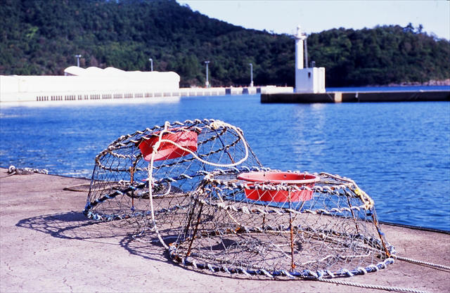 日本海屈指の好漁場が育む！別格の松葉ガニ, 島根ならではの伝統漁法「カニ篭漁」が品質を守る, 水揚げから流通まで鮮度を極限まで追求, 厳選されたものだけに許される“隠岐松葉ガニ”の称号, 繊細な甘みと濃厚な味噌！冬にしか出会えない贅沢