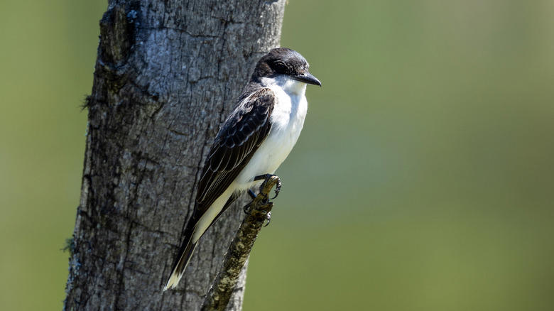 Eastern kingbird Scrub jay, Eastern kingbird, Ring-necked pheasant, European starlings, American crows, Brown-headed cowbirds, House finch