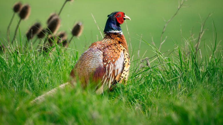 Ring-necked pheasant Scrub jay, Eastern kingbird, Ring-necked pheasant, European starlings, American crows, Brown-headed cowbirds, House finch