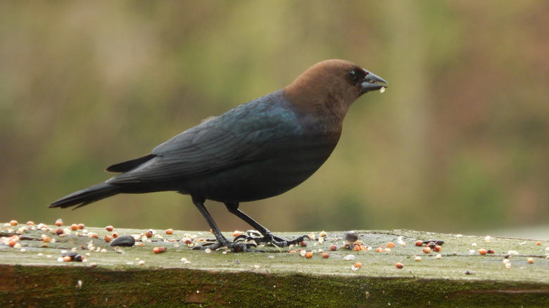 Brown-headed cowbirds Scrub jay, Eastern kingbird, Ring-necked pheasant, European starlings, American crows, Brown-headed cowbirds, House finch