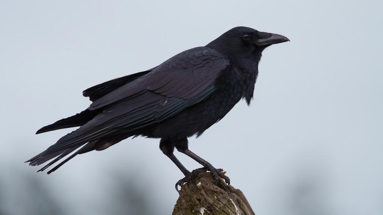 American crows Scrub jay, Eastern kingbird, Ring-necked pheasant, European starlings, American crows, Brown-headed cowbirds, House finch