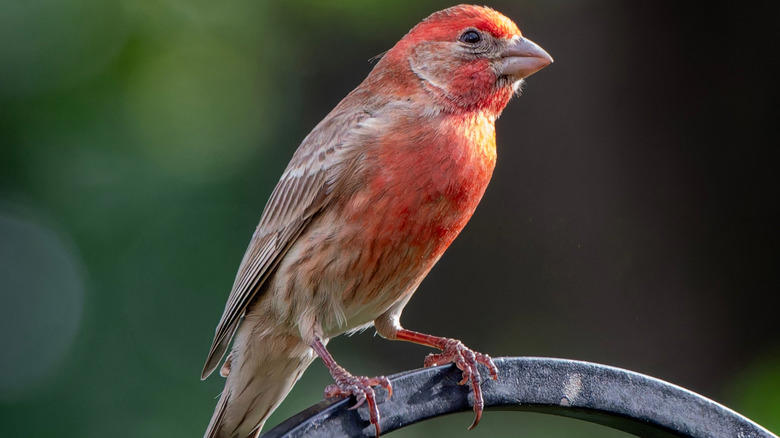 House finch Scrub jay, Eastern kingbird, Ring-necked pheasant, European starlings, American crows, Brown-headed cowbirds, House finch