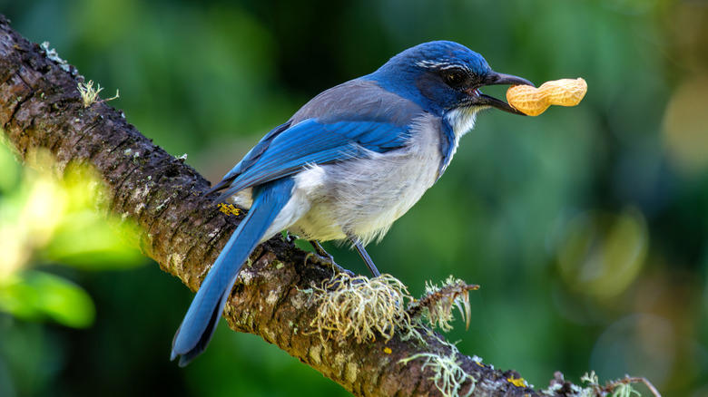 Scrub jay Scrub jay, Eastern kingbird, Ring-necked pheasant, European starlings, American crows, Brown-headed cowbirds, House finch
