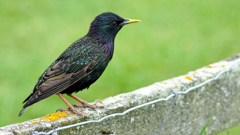 European starlings Scrub jay, Eastern kingbird, Ring-necked pheasant, European starlings, American crows, Brown-headed cowbirds, House finch
