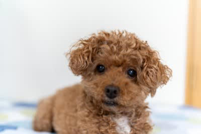 犬が飼い主をじーっと見つめる理由, 1.安心している, 2.愛情を表現したい, 3.「まだかな？」と確認したい, 4.不安や緊張を感じている, 5.行動を観察している, 犬が凝視してきたときの注意点