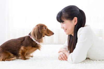 犬が飼い主をじーっと見つめる理由, 1.安心している, 2.愛情を表現したい, 3.「まだかな？」と確認したい, 4.不安や緊張を感じている, 5.行動を観察している, 犬が凝視してきたときの注意点