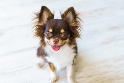 犬が飼い主をじーっと見つめる理由, 1.安心している, 2.愛情を表現したい, 3.「まだかな？」と確認したい, 4.不安や緊張を感じている, 5.行動を観察している, 犬が凝視してきたときの注意点