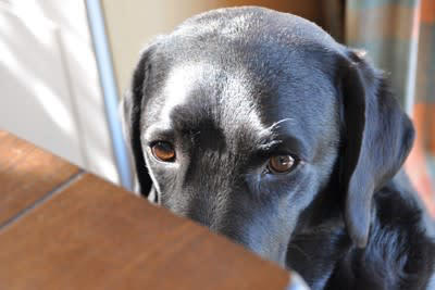 犬が飼い主をじーっと見つめる理由, 1.安心している, 2.愛情を表現したい, 3.「まだかな？」と確認したい, 4.不安や緊張を感じている, 5.行動を観察している, 犬が凝視してきたときの注意点