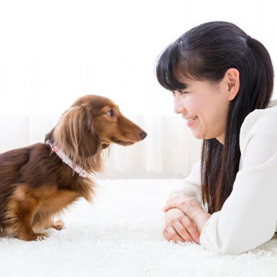 犬が飼い主をじーっと見つめる理由, 1.安心している, 2.愛情を表現したい, 3.「まだかな？」と確認したい, 4.不安や緊張を感じている, 5.行動を観察している, 犬が凝視してきたときの注意点