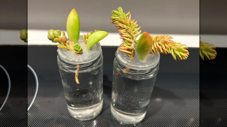Plant propagators, Homemade sprinkle jars, Small vases, Terrariums, Office supply receptacles, Single-serve salad dressing containers, Art supply holders, Toothpick holders, Pill boxes, Proprietary spice blend jars, Toiletry holders, Travel kits, Fly traps, Spell bottles, Lunchbox parmesan shakers, Fairy houses