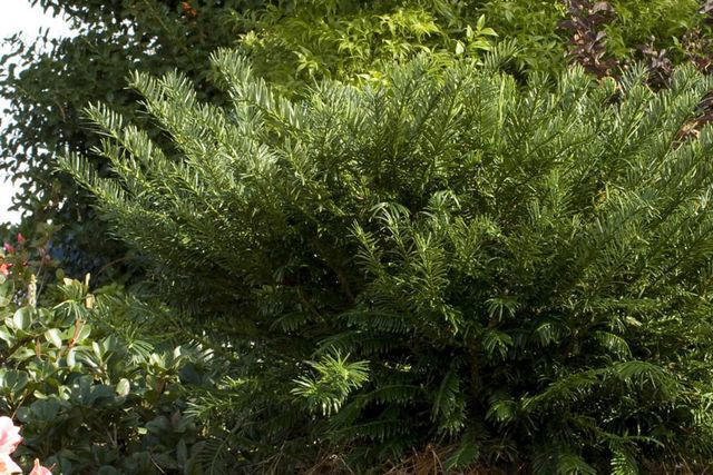 Tara® Oakleaf Hydrangea, 'Soft Caress' Mahonia, 'Buttered Rum' Heucherella, 'Florida Sunshine' Illicium, Japanese Sedge, Variegated Solomon’s Seal, Japanese Plum Yew, Woodland Phlox, Hellebore, Barrenwort, Cast Iron Plant, Virginia Sweetspire, Toad Lily