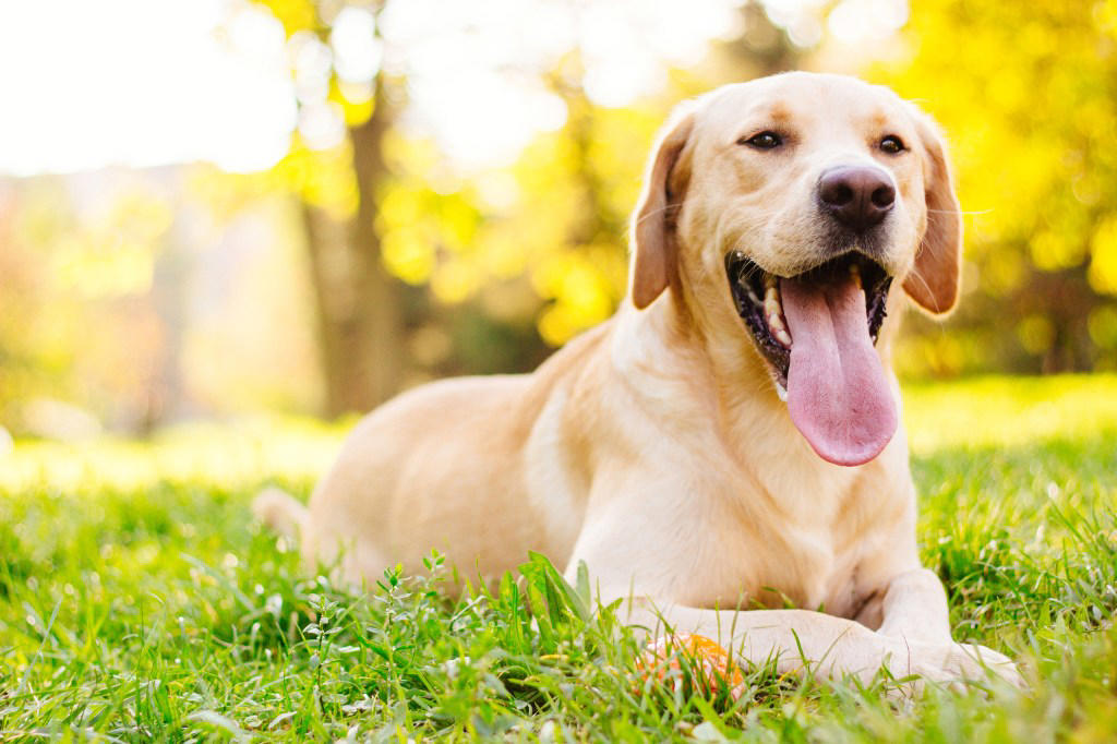 Cavalier King Charles Spaniel , Bernese Mountain Dogs , Golden Retriever , Labrador Retriever , Pug , How To Introduce a New Dog to Your Cat?
