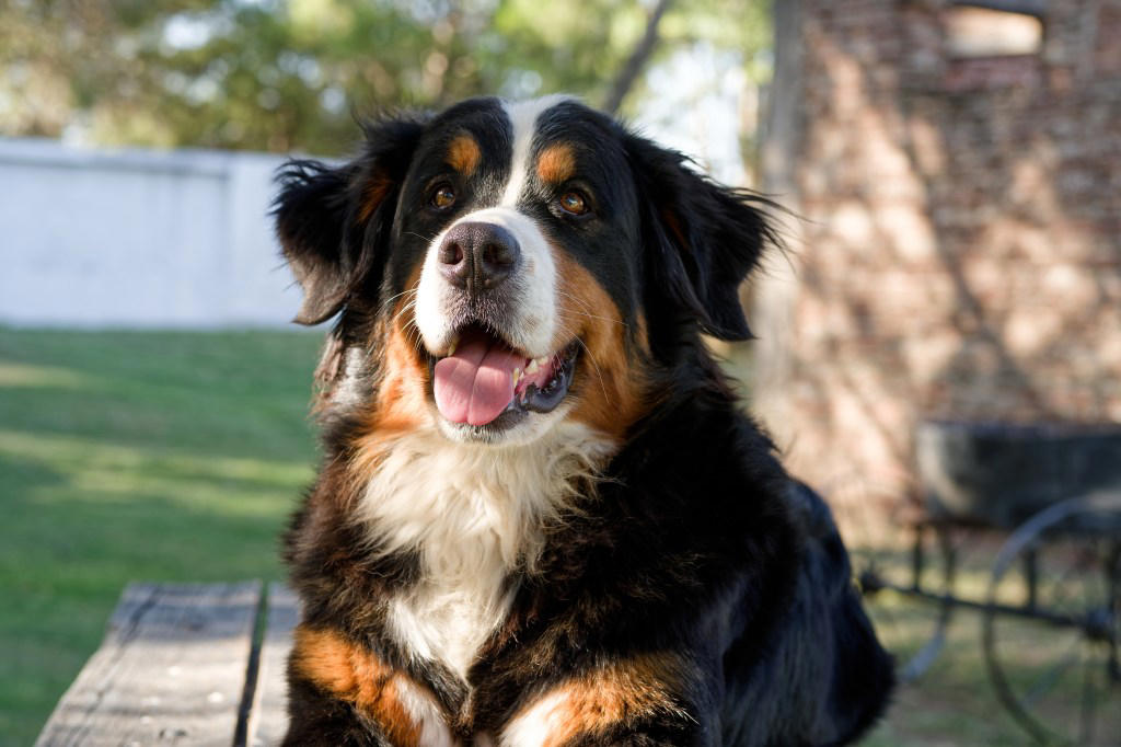 Cavalier King Charles Spaniel , Bernese Mountain Dogs , Golden Retriever , Labrador Retriever , Pug , How To Introduce a New Dog to Your Cat?