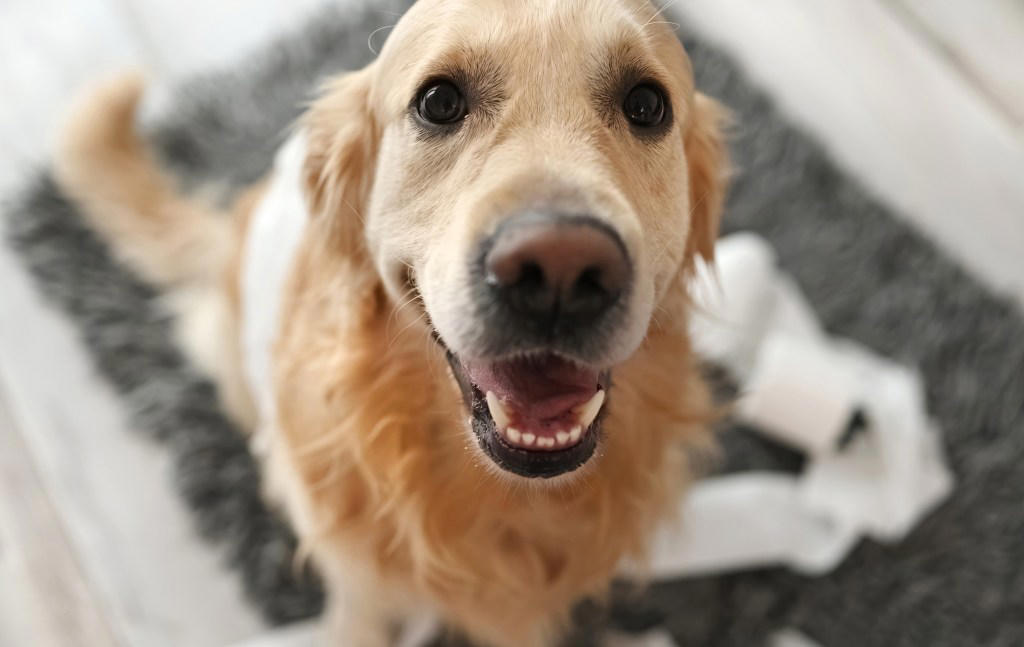Cavalier King Charles Spaniel , Bernese Mountain Dogs , Golden Retriever , Labrador Retriever , Pug , How To Introduce a New Dog to Your Cat?