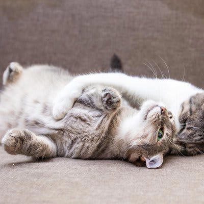 1.顔や体が大きいオス猫, 2.紳士的な性格のオス猫, 3.子育て経験豊富なメス猫, 4.フェロモン量の多いメス猫