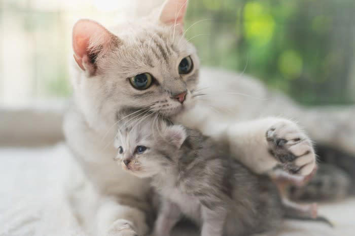 1.顔や体が大きいオス猫, 2.紳士的な性格のオス猫, 3.子育て経験豊富なメス猫, 4.フェロモン量の多いメス猫