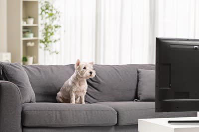留守番中はテレビをつけた方がいい？, 留守番中の電気はどうする？, 留守番中に犬を孤独にさせないポイント, 安心で快適な環境を用意する, 留守番中の暇つぶしを用意する