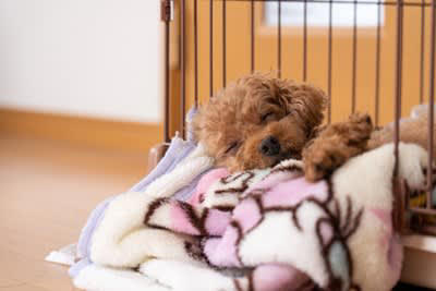 留守番中はテレビをつけた方がいい？, 留守番中の電気はどうする？, 留守番中に犬を孤独にさせないポイント, 安心で快適な環境を用意する, 留守番中の暇つぶしを用意する