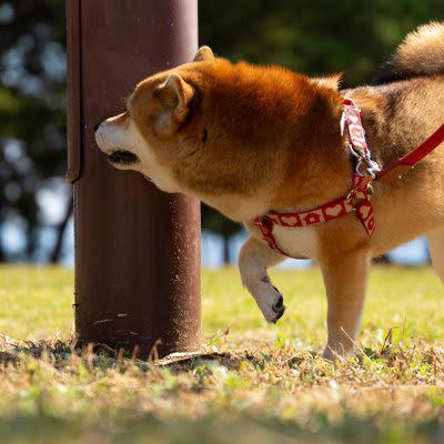 犬が散歩で寄り道しがちな4つのスポット, 3.ごみ箱、集積場, 4.好きな人や犬と会った場所, 犬との散歩でスムーズに歩く方法