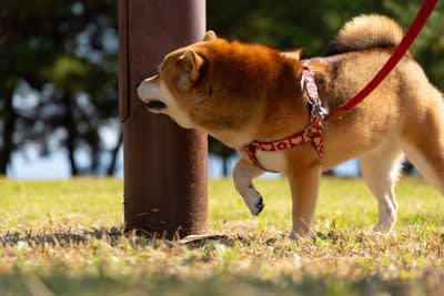 犬が散歩で寄り道しがちな4つのスポット, 3.ごみ箱、集積場, 4.好きな人や犬と会った場所, 犬との散歩でスムーズに歩く方法