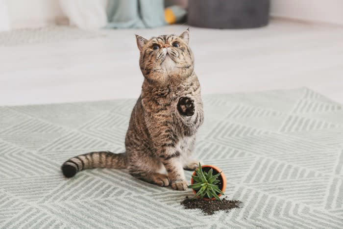 猫の飼い主が「だらしない」と起こる7つのリスク, 1.トイレ掃除をサボる, 2.食器の洗い残しや古くなったフードをそのままにする, 3.床やテーブルに小さなものを放置する, 4.猫にとって毒になるものを放置しておく, 5.猫の排泄物や体の状態を毎日チェックしない, 6.爪切りやブラッシングなどのケアを怠る, 7.窓や玄関の戸締りをしっかりしない, 今日からできる！だらしなさを防ぐ「3つの簡単習慣」, 毎日やることを決める, 床にモノを置かないルールを作る, 確認を習慣にする