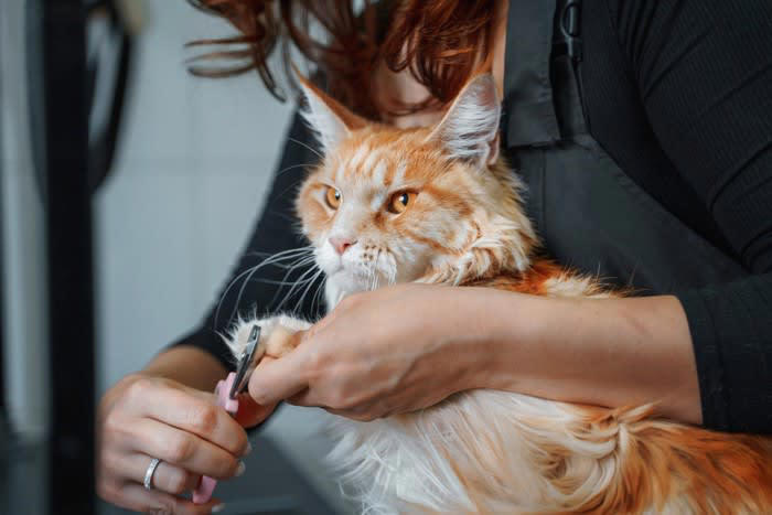猫の飼い主が「だらしない」と起こる7つのリスク, 1.トイレ掃除をサボる, 2.食器の洗い残しや古くなったフードをそのままにする, 3.床やテーブルに小さなものを放置する, 4.猫にとって毒になるものを放置しておく, 5.猫の排泄物や体の状態を毎日チェックしない, 6.爪切りやブラッシングなどのケアを怠る, 7.窓や玄関の戸締りをしっかりしない, 今日からできる！だらしなさを防ぐ「3つの簡単習慣」, 毎日やることを決める, 床にモノを置かないルールを作る, 確認を習慣にする