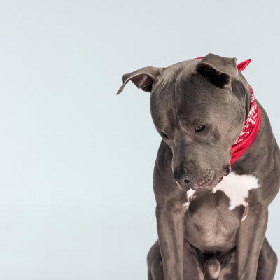ダメ犬に育つ絶対NG行為5つ, 3.不適切なしつけ, 4.過度に甘やかす、過干渉, 5.気分次第で行動や態度を変える, 最低限知っておくべき犬のしつけ