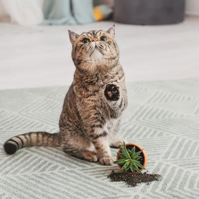 猫の飼い主が「だらしない」と起こる7つのリスク, 1.トイレ掃除をサボる, 2.食器の洗い残しや古くなったフードをそのままにする, 3.床やテーブルに小さなものを放置する, 4.猫にとって毒になるものを放置しておく, 5.猫の排泄物や体の状態を毎日チェックしない, 6.爪切りやブラッシングなどのケアを怠る, 7.窓や玄関の戸締りをしっかりしない, 今日からできる！だらしなさを防ぐ「3つの簡単習慣」, 毎日やることを決める, 床にモノを置かないルールを作る, 確認を習慣にする