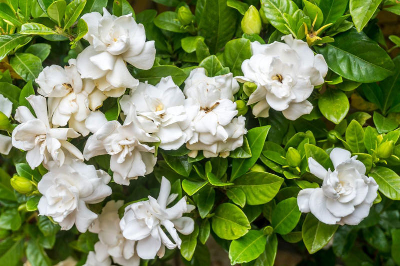 Camellia, Forsythia, Gardenia, Flowering Quince, Loropetalum, Mock Orange, Pittosporum, Viburnum