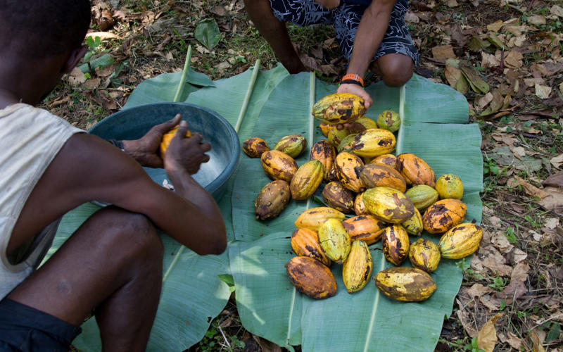 An eco experiment, The cost of a cocoa, A question of time, How to do it