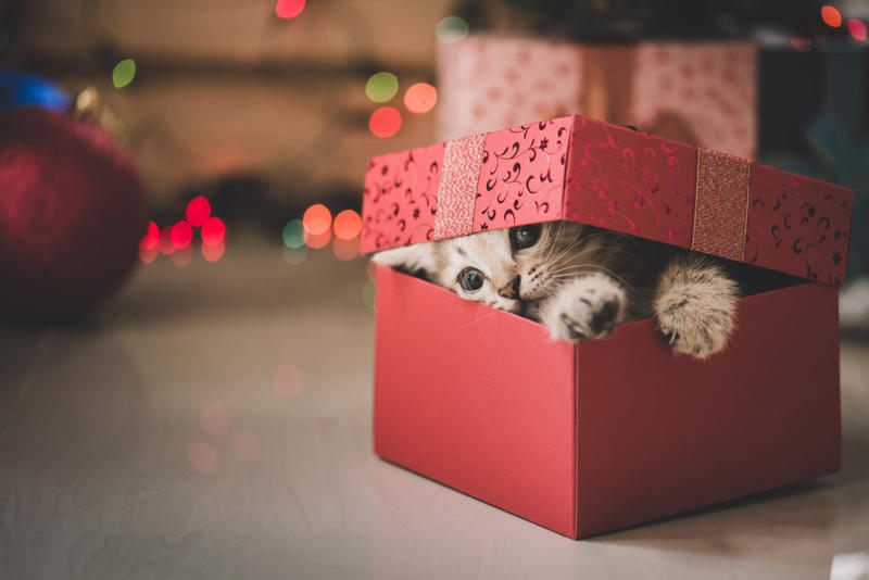 Exercise equipment, Calendar, Cosmetics, Cleaning supplies, Lingerie, Ugly holiday sweater, Fruitcake, Souvenirs, Air fresheners, Cheap candy and chocolate, Random gift cards, Throw pillows, Hand-me-downs, Self-help books, Toiletries, Fruit baskets, A tie or scarf, Handcrafted anything, Keychain, A loud toy