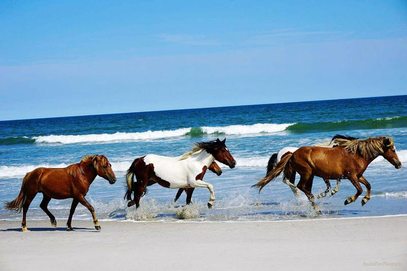 Head To The Beach, Explore The ViBe Creative District, Get Outdoors, Eat Local, Discover Nearby Virginia Beach Towns