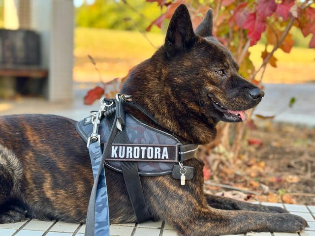 襲いかかってきた「ノーリードの柴犬」, ダッシュで逃げ出したノーリードの飼い主は「外国人」, 「ワタシ、ワカラナイ。デンワ、ナイ」, 「ダブルリード」で安全対策, 散歩時の事故を防ぐための「予防策」とは？, 「甲斐犬さん、よく我慢したね」, 「海外でも公共の場でのノーリードは違法」