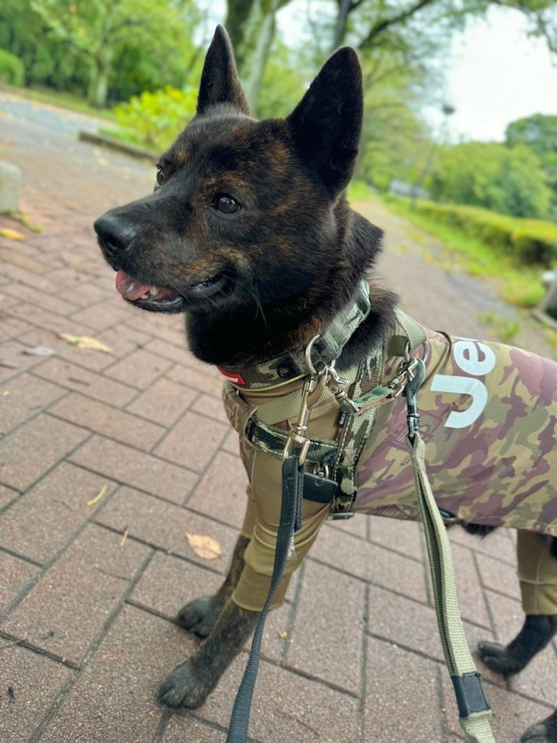 襲いかかってきた「ノーリードの柴犬」, ダッシュで逃げ出したノーリードの飼い主は「外国人」, 「ワタシ、ワカラナイ。デンワ、ナイ」, 「ダブルリード」で安全対策, 散歩時の事故を防ぐための「予防策」とは？, 「甲斐犬さん、よく我慢したね」, 「海外でも公共の場でのノーリードは違法」