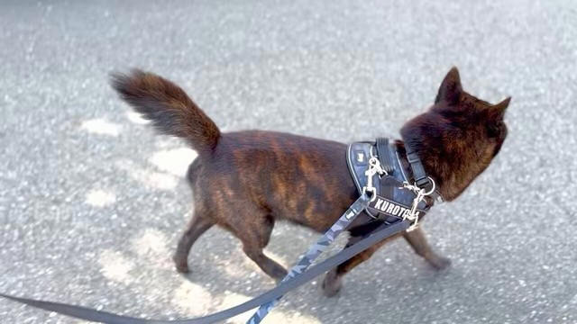 襲いかかってきた「ノーリードの柴犬」, ダッシュで逃げ出したノーリードの飼い主は「外国人」, 「ワタシ、ワカラナイ。デンワ、ナイ」, 「ダブルリード」で安全対策, 散歩時の事故を防ぐための「予防策」とは？, 「甲斐犬さん、よく我慢したね」, 「海外でも公共の場でのノーリードは違法」