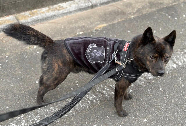 襲いかかってきた「ノーリードの柴犬」, ダッシュで逃げ出したノーリードの飼い主は「外国人」, 「ワタシ、ワカラナイ。デンワ、ナイ」, 「ダブルリード」で安全対策, 散歩時の事故を防ぐための「予防策」とは？, 「甲斐犬さん、よく我慢したね」, 「海外でも公共の場でのノーリードは違法」