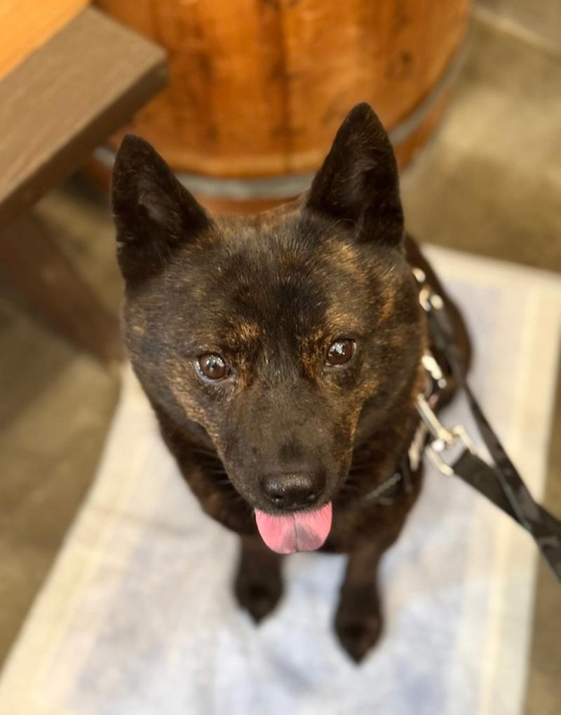 襲いかかってきた「ノーリードの柴犬」, ダッシュで逃げ出したノーリードの飼い主は「外国人」, 「ワタシ、ワカラナイ。デンワ、ナイ」, 「ダブルリード」で安全対策, 散歩時の事故を防ぐための「予防策」とは？, 「甲斐犬さん、よく我慢したね」, 「海外でも公共の場でのノーリードは違法」
