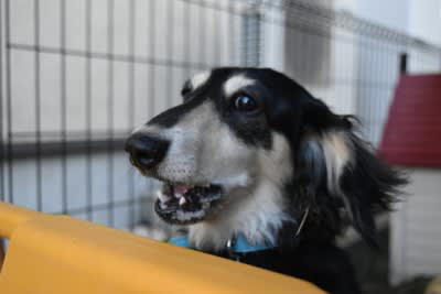 犬が鳴き続けるときにできること, 1.観察して原因を特定すること, 2.過度に反応しないこと, 3.運動量と刺激を増やすこと, 4.かかりつけの獣医師に相談すること, 鳴き続ける犬を落ち着かせる方法