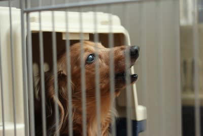 犬が鳴き続けるときにできること, 1.観察して原因を特定すること, 2.過度に反応しないこと, 3.運動量と刺激を増やすこと, 4.かかりつけの獣医師に相談すること, 鳴き続ける犬を落ち着かせる方法